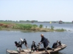 白洋淀鹰排简介