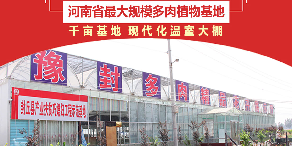 河南省最大的多肉植物批发销售观光一体化基地