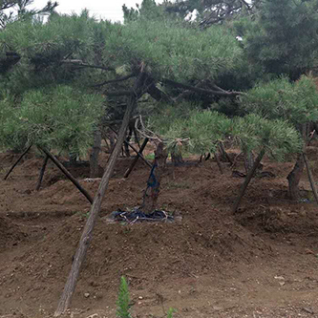 造型松基地