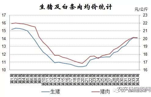 全国生猪出场均价及白条猪肉批发价格在5月底先后反弹,直到近一周才出现滞涨回落,近三个月以来上涨幅度超过3元/公斤,并且生猪价格涨幅明显超过猪肉价格的涨幅,出现了价格整体上并未明显受到疫情的影响,在8月上中旬一直是处于明显的涨势,仅在最近一周才出现了滞涨调整,且生猪价格及猪肉价格都出现了神同步,只是幅度大小不一而已,可见非洲猪瘟对猪市影响较为有限。不过非洲猪瘟感染猪群死亡率造成100%,没有相关疫苗更是将其蒙上了神秘的面纱,但是当地政府的处理极为迅速,对发生疫情的养殖场内的猪群采取封锁、扑杀、无害化处理、消毒等处置措施,并禁止所有生猪及易感动物和产品运入或流出封锁区,使得疫情得到有效处置。