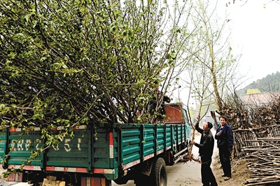 喇叭沟门东岔村卖树苗的村民。生态意识的提升使植树等活动已经成了这里的常态。