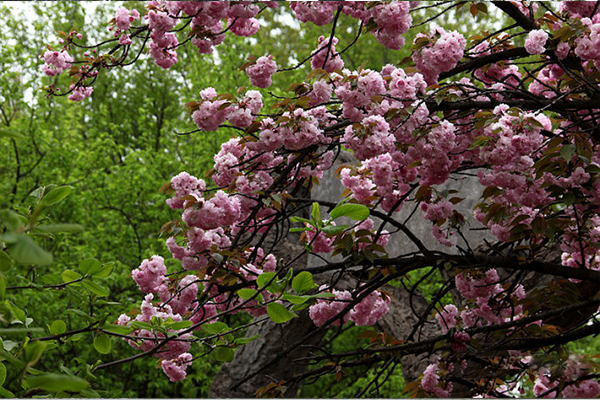 1509419041183255.png 樱园.png