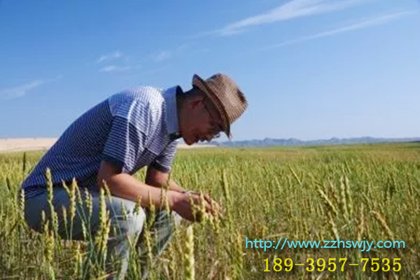 1510622503308076.png 粮食.png