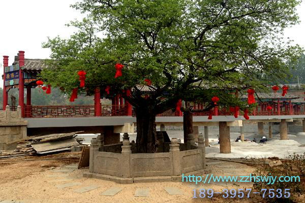 1512178309907424.png 2800多年树龄的酒桑.png