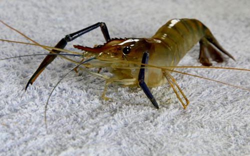 1490264379659396.jpg 鲜活虾.jpg