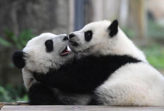 1491187168605011.jpg 大熊猫1.jpg