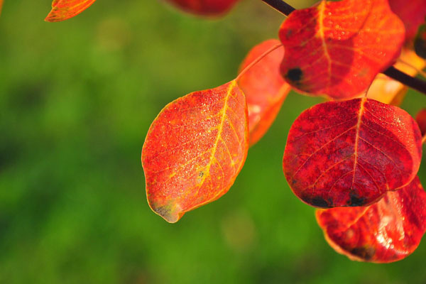 1494770689106808.jpg 黄栌叶5.jpg