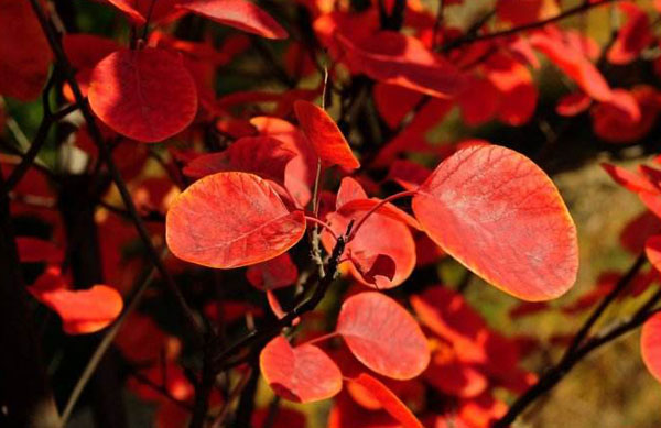 1494770816999328.jpg 黄栌叶7.jpg