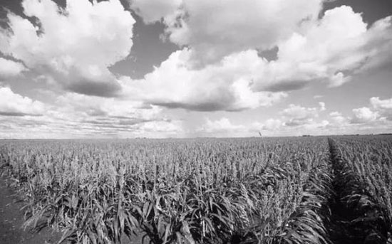 1516547330465216.jpg 高粱地.jpg