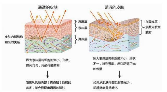 黄种人人口_此国是世界第二大黄种人国家,面积超印度,为何人口只有90万(3)