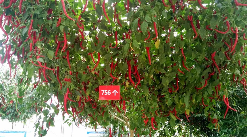 1496825169106054.jpg 13.jpg