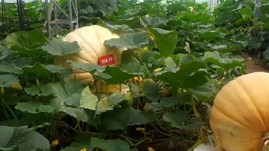 1496825179576182.jpg 14.jpg