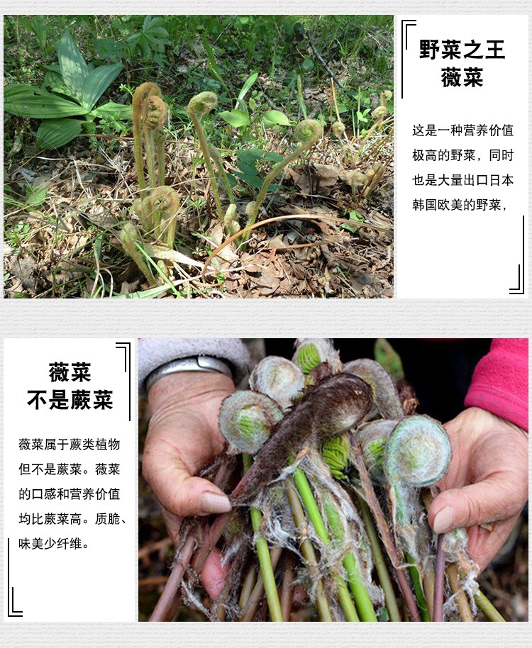 临江野生牛毛广干菜薇菜野菜之王