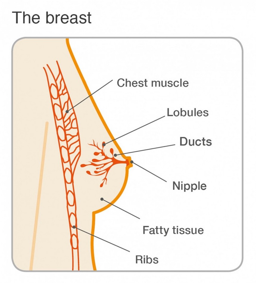 breast_diagrams_cropped.jpg