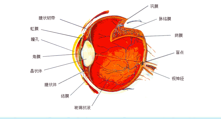 一,认识我们的眼睛 眼睛的构造和照相机是一样的.