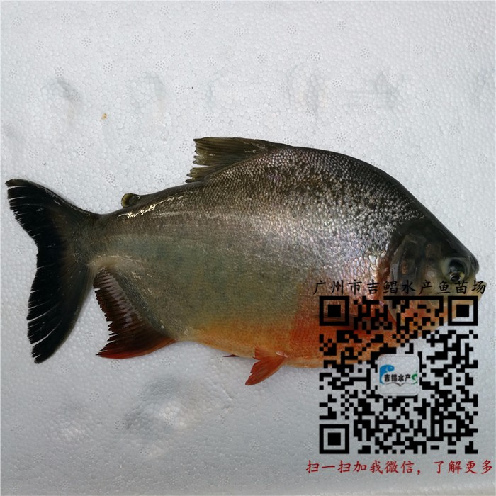 淡水白鲳鱼养殖技术须知【出售淡水白鲳鱼苗】