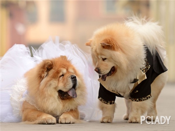 斗牛犬该怎么狗护毛 斗牛犬该怎么狗护毛