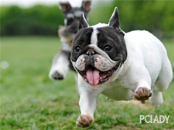 斗牛犬喂养的必备知识 斗牛犬喂养的必备知识