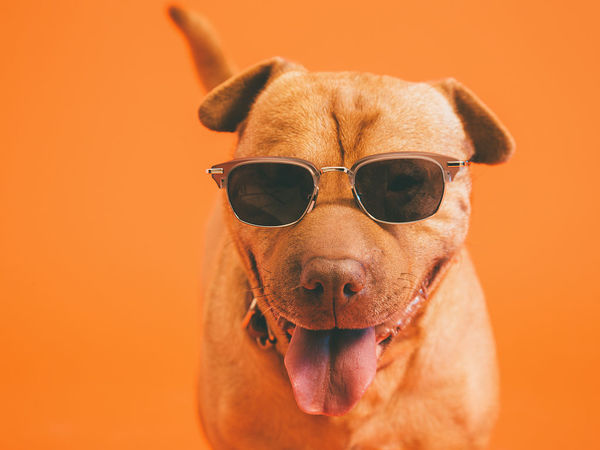 博美犬 博美犬