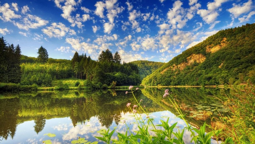 6674-wallpapers-forest-wallpaper-.jpg