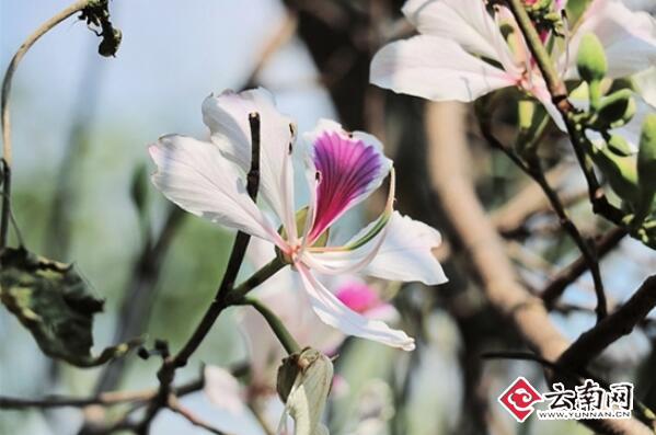 白露花