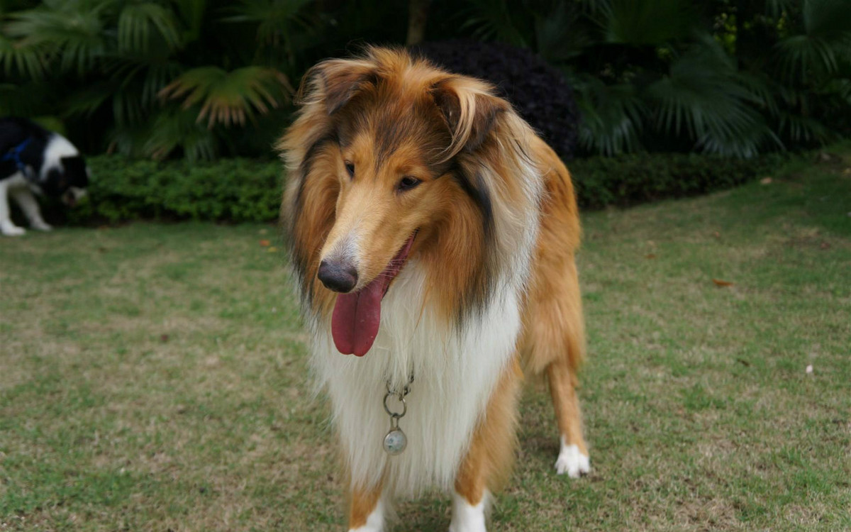 苏牧幼犬