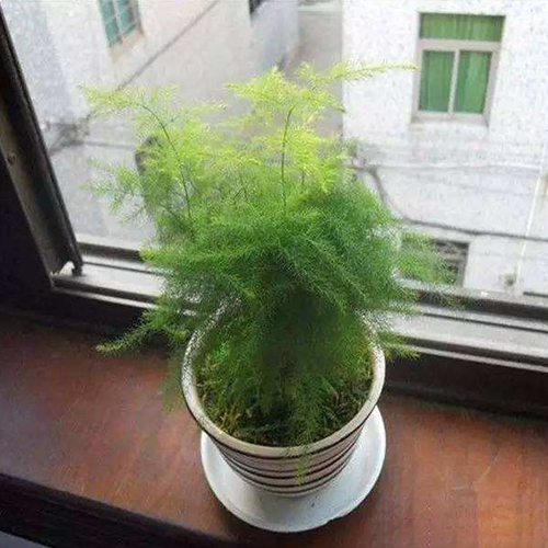 ֲ՚