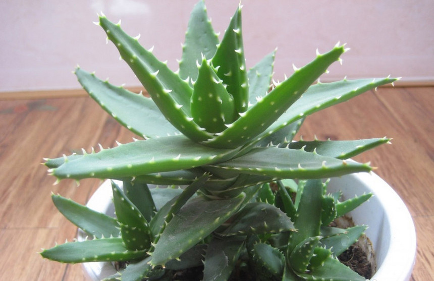 ݾGֲU