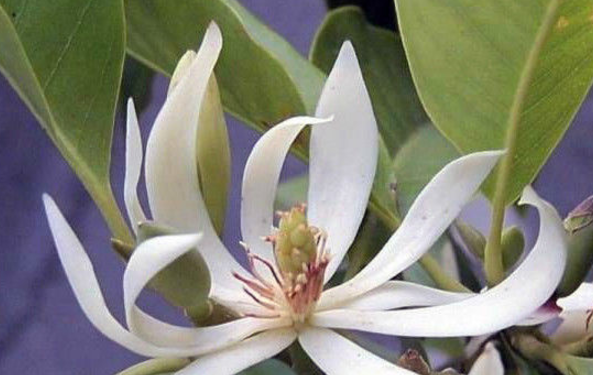 mDƬչʾ.png