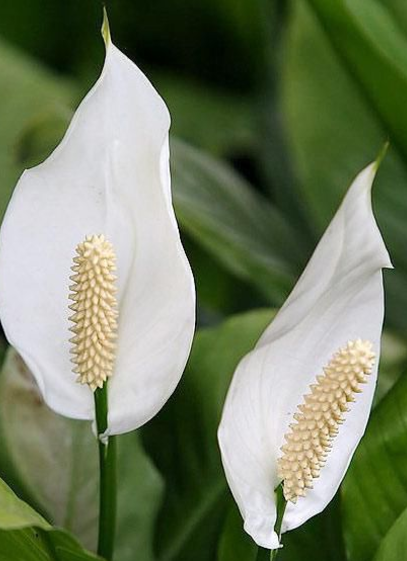 白鶴芋植物圖片展示.png 白鶴芋植物圖片展示.png
