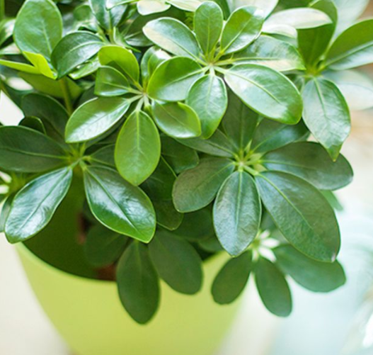 鴨腳木植物圖片.png 鴨腳木植物圖片.png