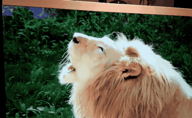΢ňDƬ_20170322215058.gif