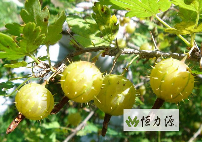 刺梨是云贵高原喀什特地貌特有的资源 刺梨