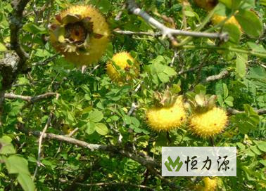 刺梨是平凡的 刺梨
