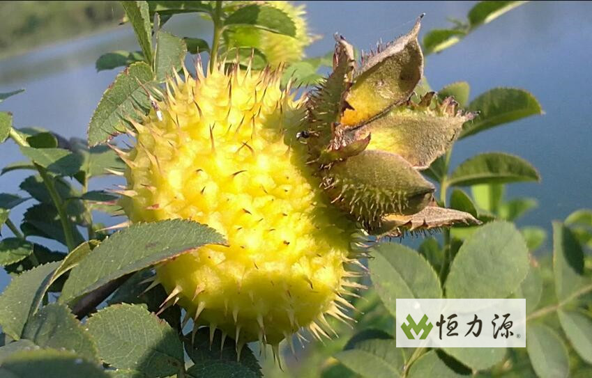 ������������ز�