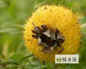 �����֭����֭����Ҫ��