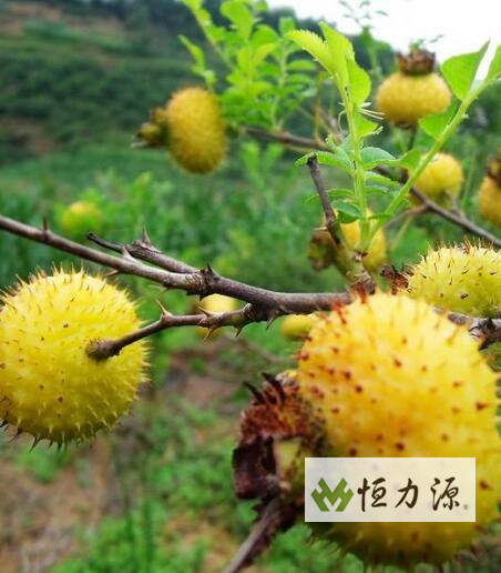 �����֭����