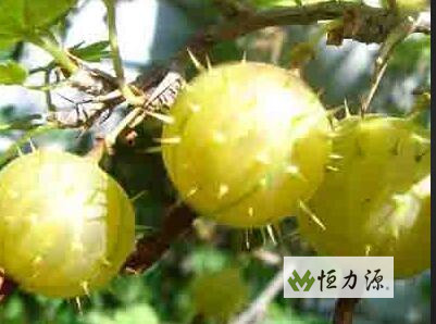 ����������ְ��Ϳ�˥��