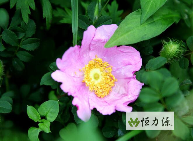 Ұ����Ĺ�Ч������