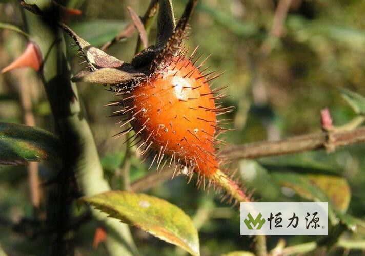 Ұ����Ĺ�Ч������