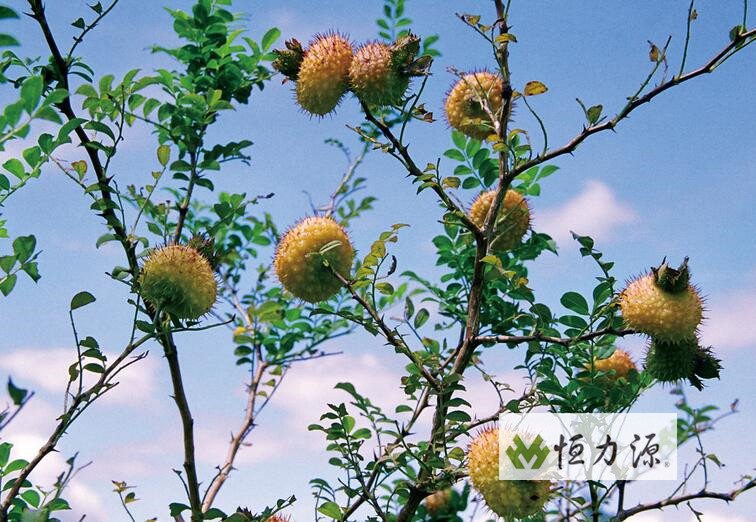 Ұ�����ҩ�ü�ֵ