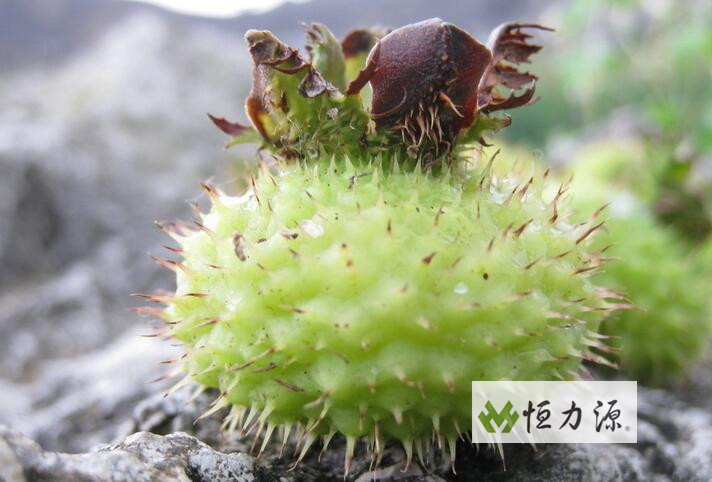 Ұ�����ҩ�ü�ֵ