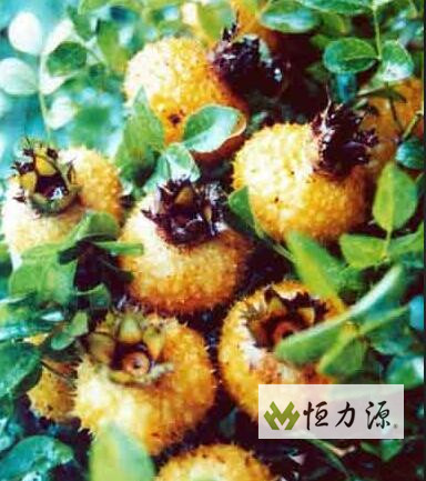 Ұ������Щ��Ⱥ��������