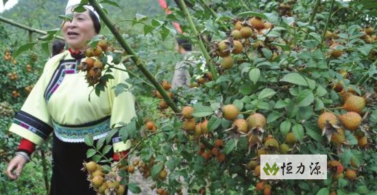 刺 梨 汁 的 生产工 艺漉 程 刺 梨 果 实 刺梨饮料的生产工艺