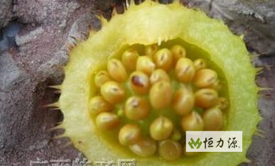 有刺 梨 的 独 特风 味 刺梨果汁的贮存过程