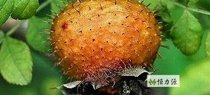 剌 梨饮 料 所 需 的 白砂 糖 刺梨果汁的贮存过程