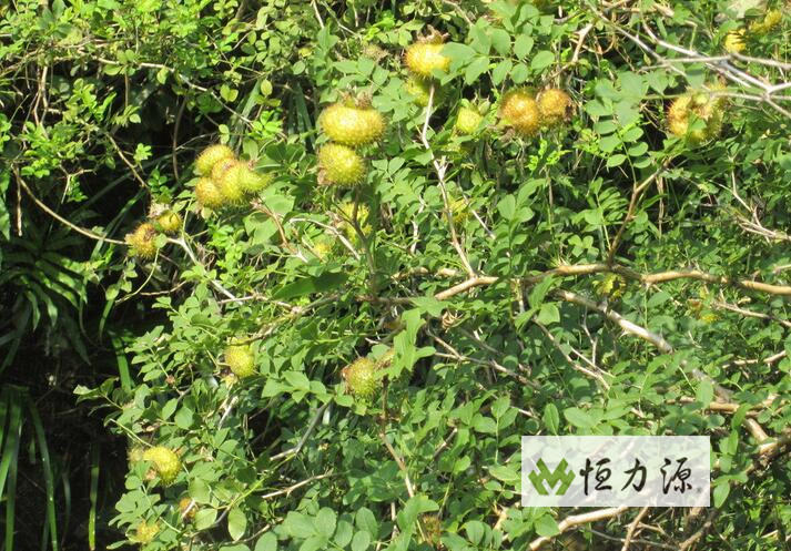 ��������Ĺ�Ч����Щ��