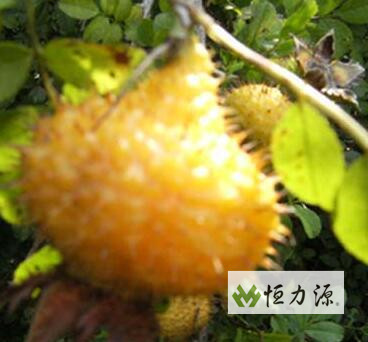 贵农 1 号刺梨春梢生长速度 贵农1号刺梨果实生长发育曲线