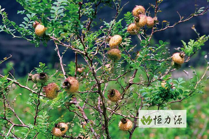 ����ʳ�÷���