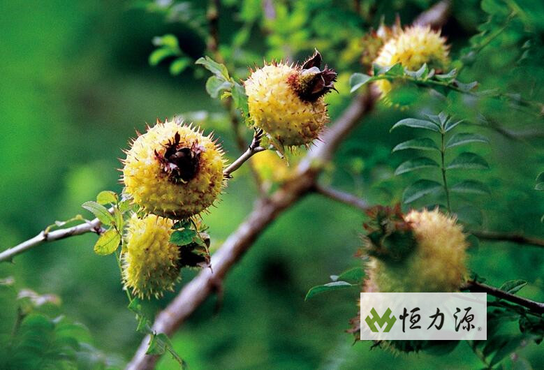 ����ʳ�÷���